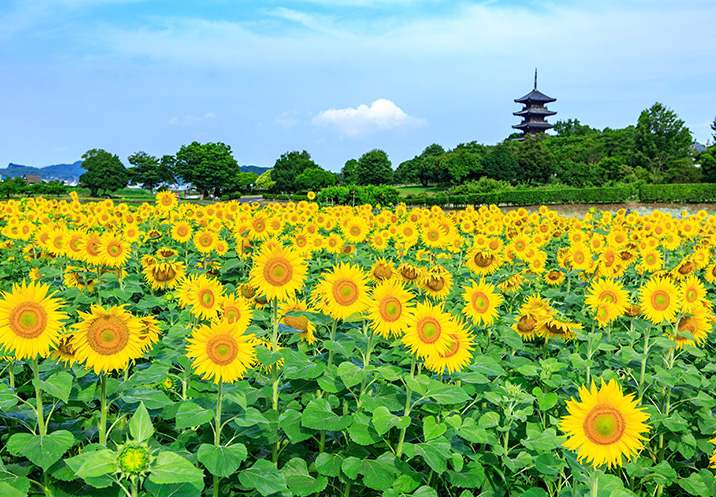 ひまわり畑